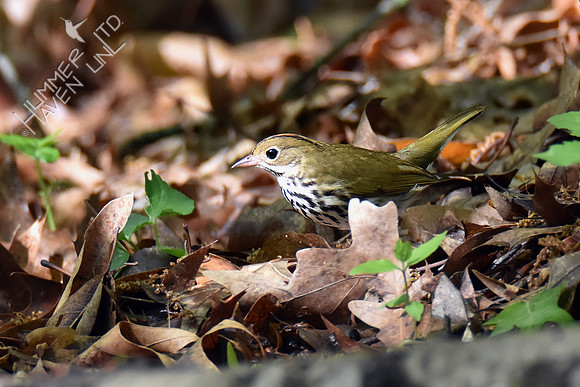 FOY 87 Ovenbird 5-1-19
