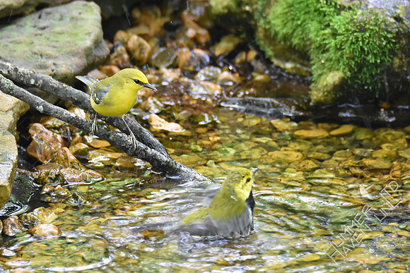 Blue-winged Warbler and Black-throated Green Warbler 5-4-19