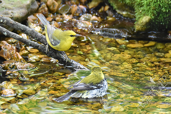 Blue-winged Warbler and Black-throated Green Warbler 5-4-19