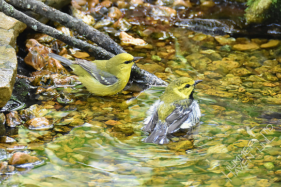 Blue-winged Warbler and Black-throated Green Warbler 5-4-19