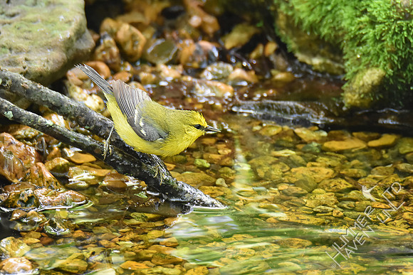 Blue-winged Warbler  5-4-19