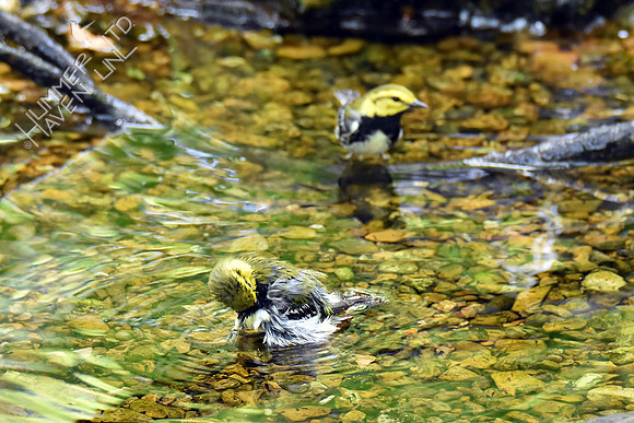 Black-throated Green Warblers 5-4-19