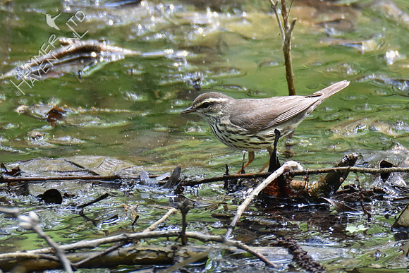 Northern Waterthrush 5-4-19