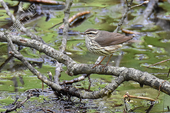 Northern Waterthrush 5-4-19