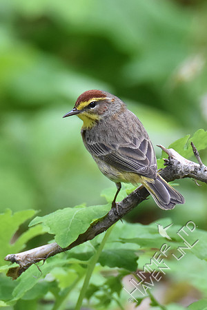 Palm Warbler 5-4-19