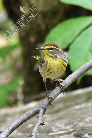Palm Warbler 5-4-19