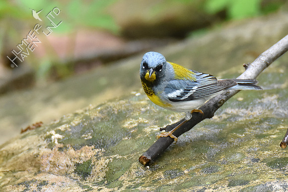 Northern Parula 5-4-19