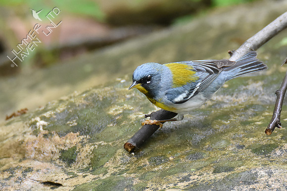 Northern Parula 5-4-19