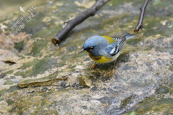 Northern Parula 5-4-19