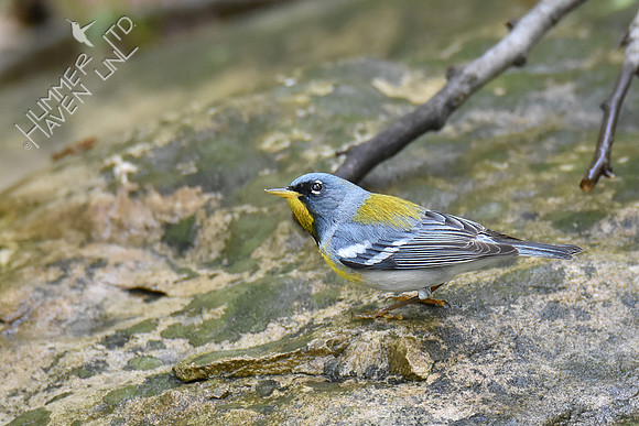 Northern Parula 5-4-19
