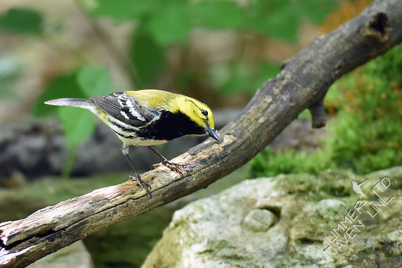 Black-throated Green Warbler 5-5-19