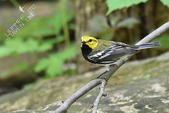 Black-throated Green Warbler 5-5-19