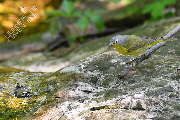 Nashville Warbler 5-5-19
