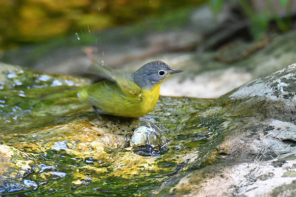 Nashville Warbler 5-5-19