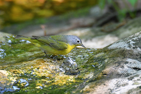 Nashville Warbler 5-5-19