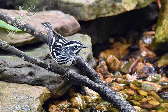 Black-and-white Warbler 5-6-19