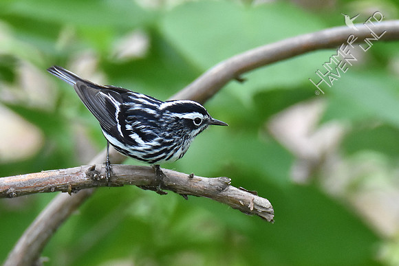 Black-and-white Warbler 5-6-19