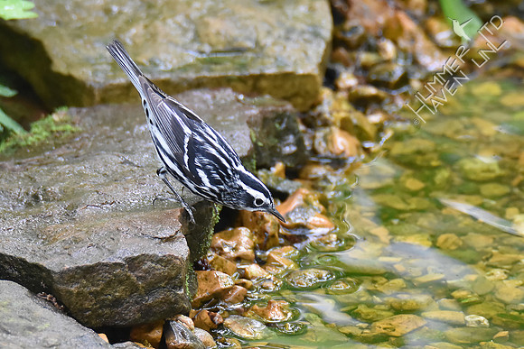 Black-and-white Warbler 5-6-19