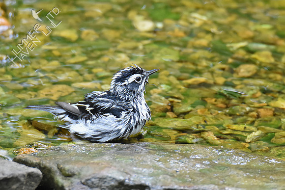 Black-and-white Warbler 5-6-19
