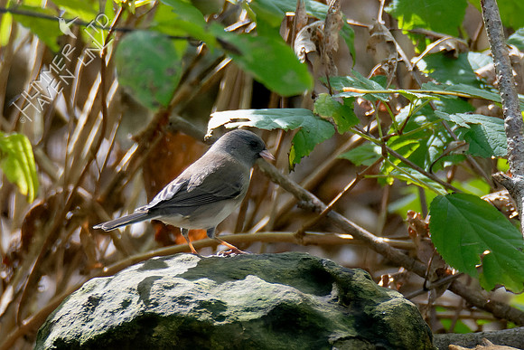 10-14-24 FOF Dark-eyed Junco