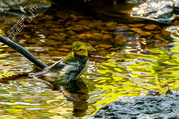 10-12-24 Black-throated Green Warbler