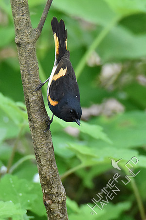 American Redstart 5-7-19