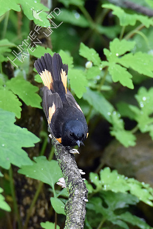 American Redstart 5-7-19