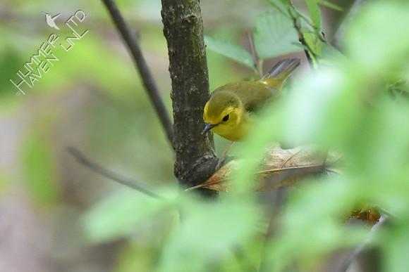 Hooded Warbler female 5-8-19