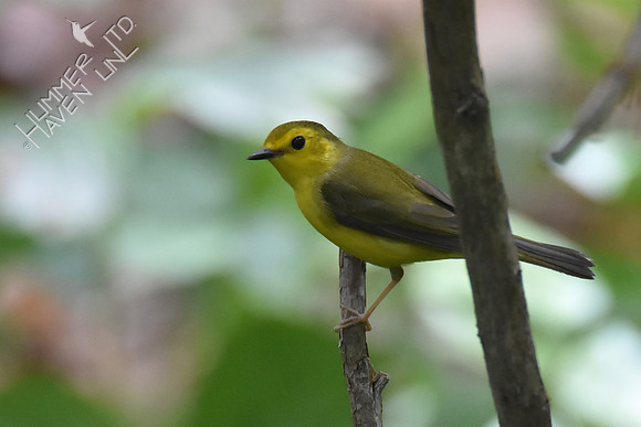 Hooded Warbler female 5-8-19