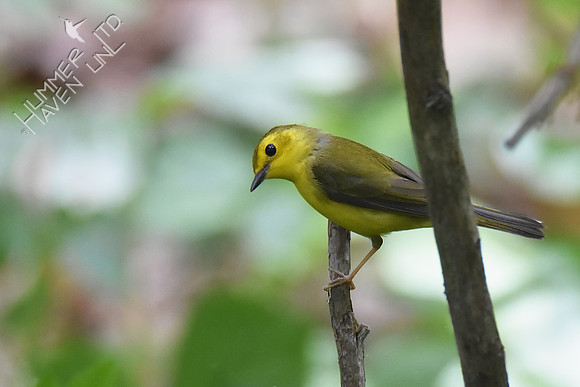 Hooded Warbler female 5-8-19