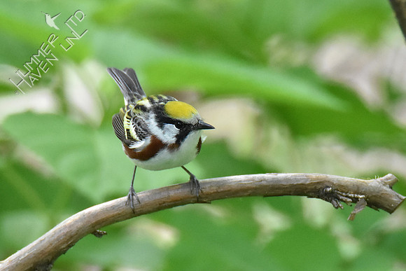 Chestnut-sided Warbler 5-7-19