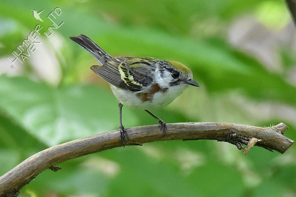 Chestnut-sided Warbler female 5-7-19