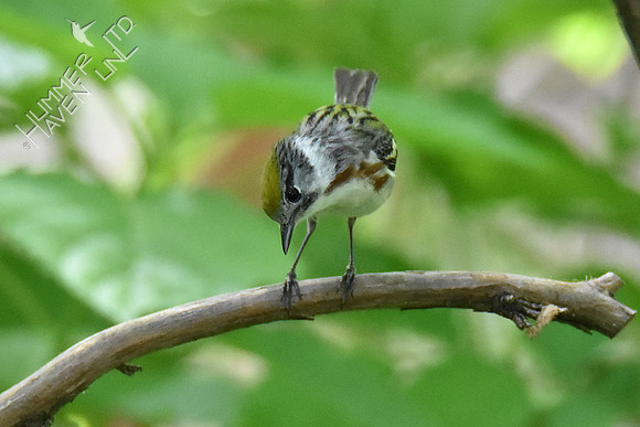 Chestnut-sided Warbler female 5-7-19