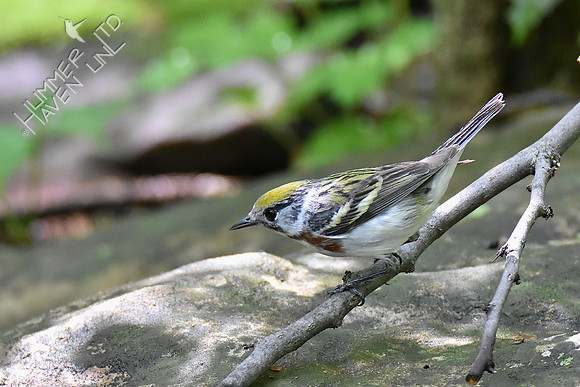 Chestnut-sided Warbler female 5-7-19