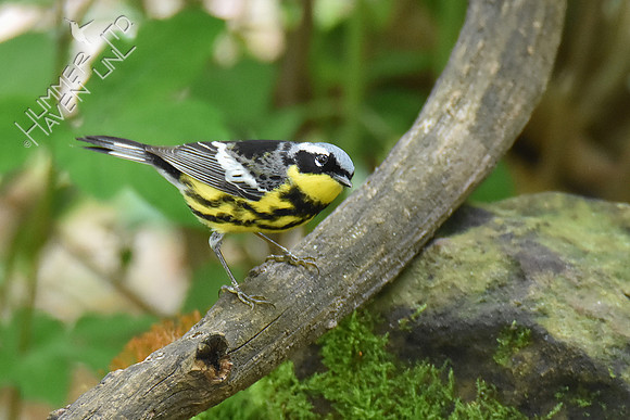 Magnolia Warbler 5-7-19