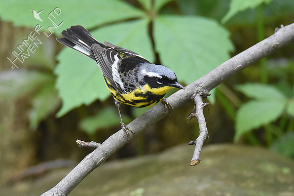 Magnolia Warbler 5-7-19
