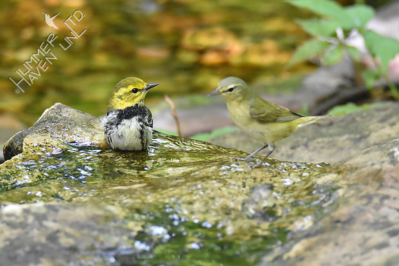 Black-throated Green and Tennessee Warblers 5-7-19