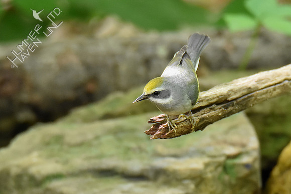 Golden-winged Warbler female 5-7-19