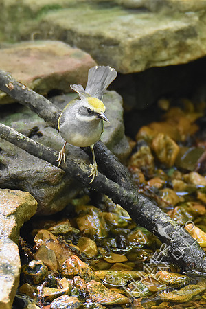 Golden-winged Warbler female 5-7-19