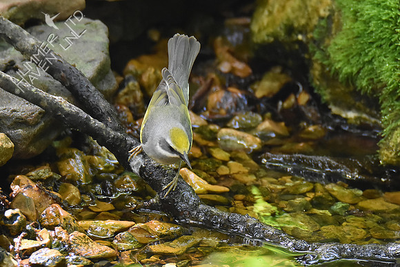 Golden-winged Warbler female 5-7-19