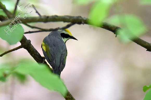 Golden-winged Warbler 5-7-19