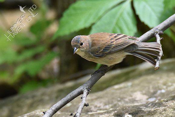 Indigo Bunting female 5-7-19