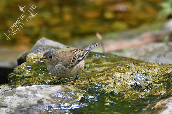 Indigo Bunting female 5-7-19