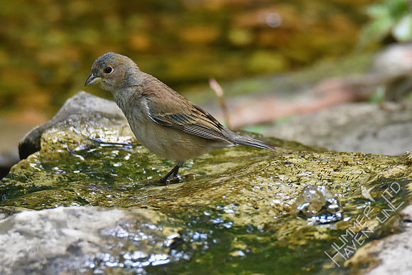 Indigo Bunting female 5-7-19