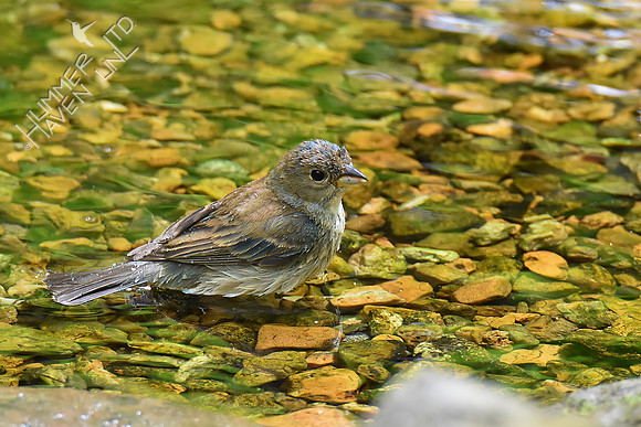 Indigo Bunting female 5-7-19