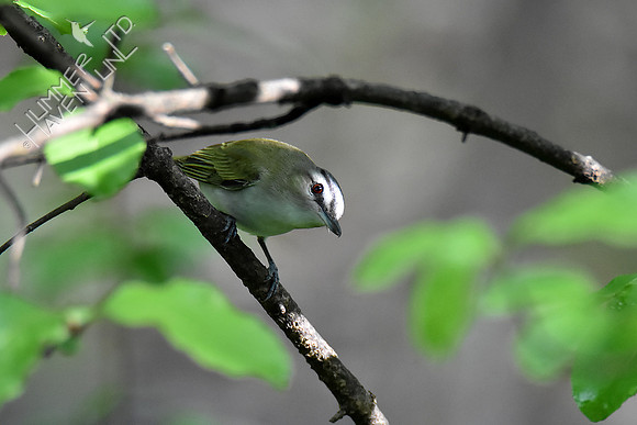 Red-eyed Vireo 5-7-19