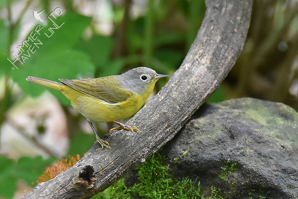 Nashville Warbler 5-7-19