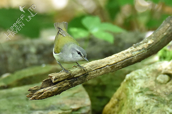 Tennessee Warbler 5-7-19