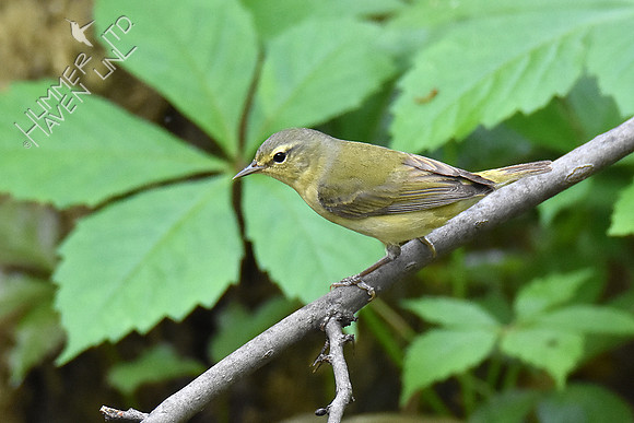 Tennessee Warbler female 5-7-19