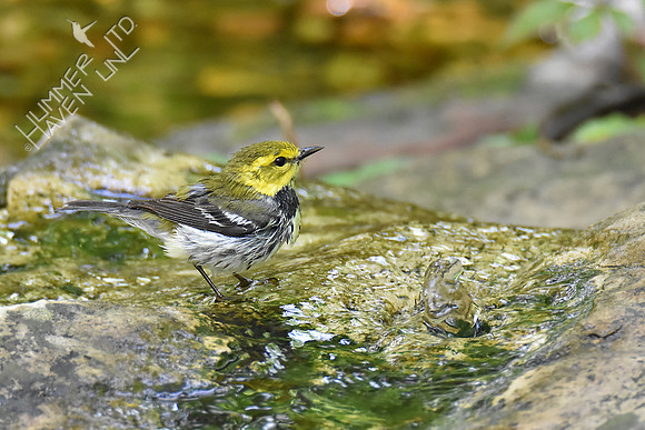 Black-throated Green Warbler 5-7-19
